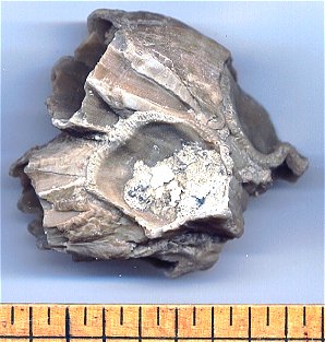 fossil barnacle.