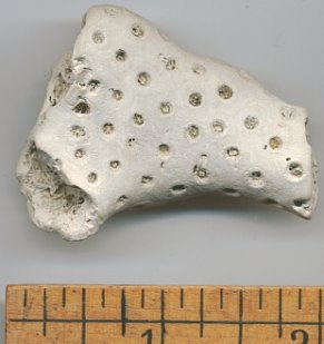 fossil coral pieces.