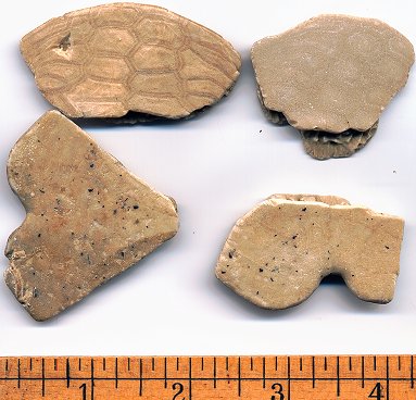 fossil sand dollar pieces.