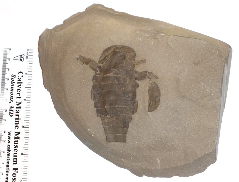 Sea Scorption Fossil - Eurypterid