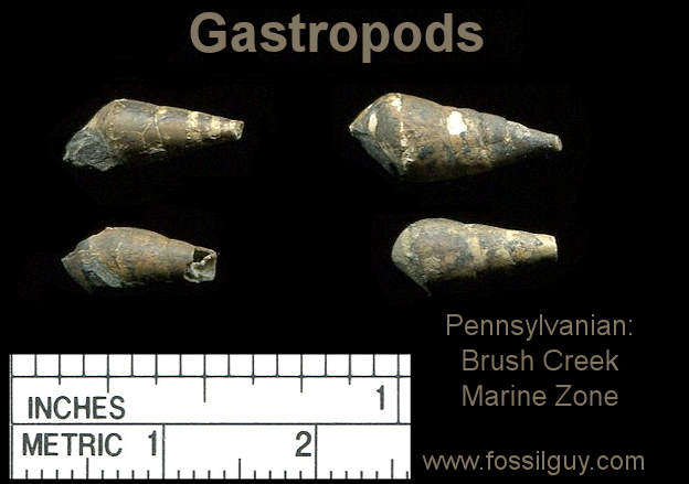 Microptychia Gastropods from near Pittsburgh.