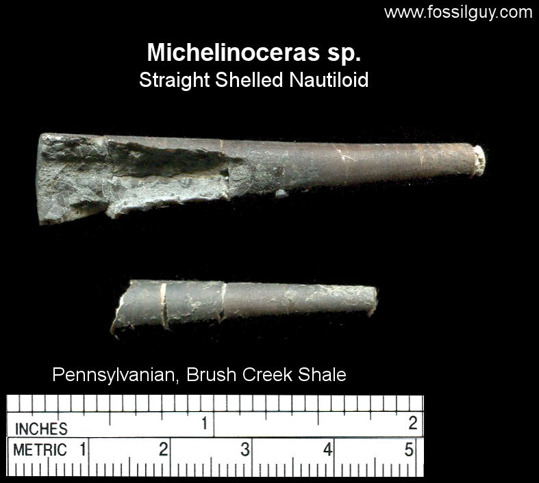 Fossil Michelinoceras sp. Straight Shelled Nautiloid from near Pittsburgh.