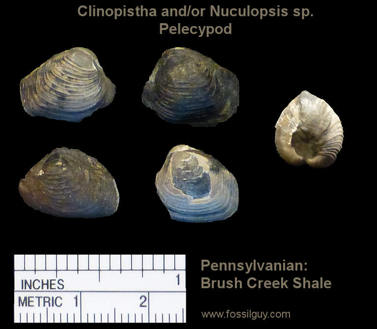 Pelecypod Fossils from near Pittsburgh.