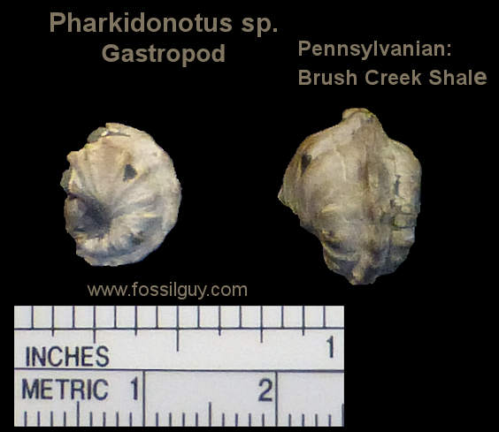 Pharkidonotus fossil Gastropods from near Pittsburgh.