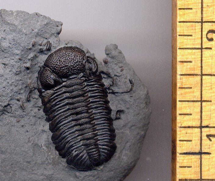 Eldredgeops (Phacops) trilobite fossil from the Hamilton group of New York.