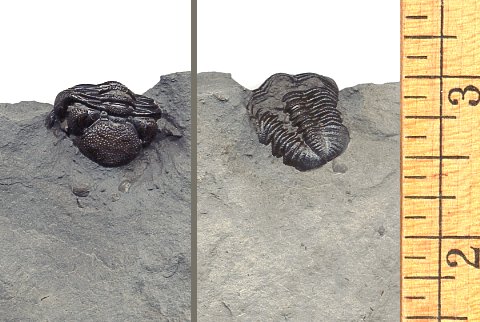 Eldredgeops (Phacops) Trilobite from New York