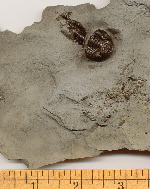 Eldredgeops (Phacops) Trilobite from New York
