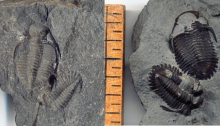 Greenops fossil trilobite from the devonian of new york
