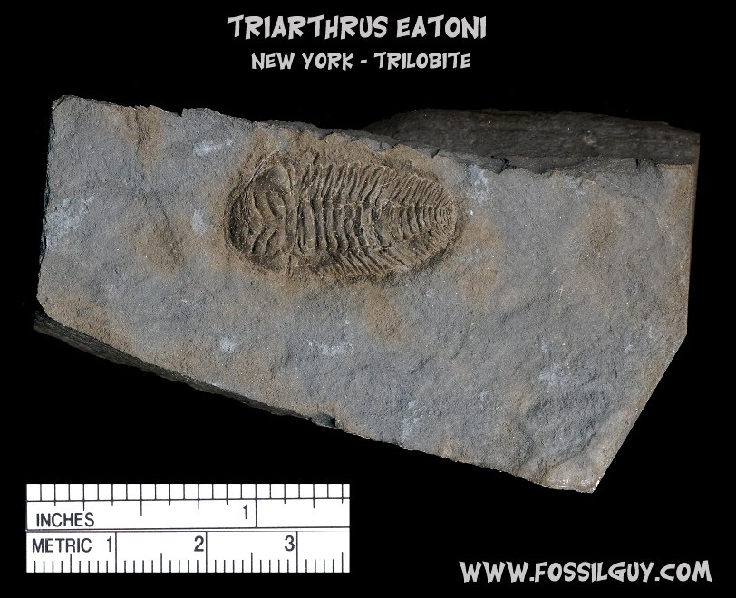 Fossil trilobite: Triarthrus eatoni from New York