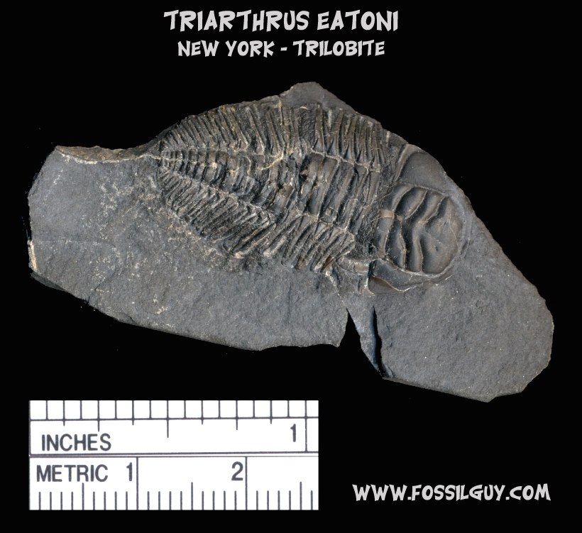 Triarthrus eatoni Trilobite Fossil from New York