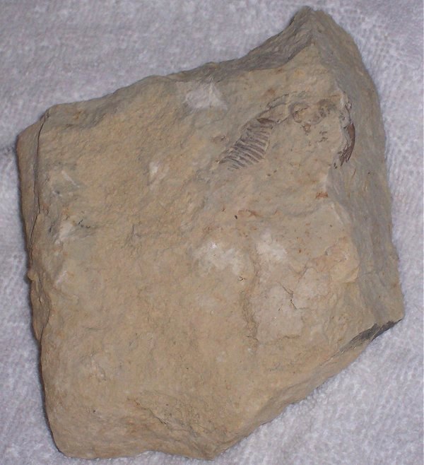 Closer look at the Huntonia trilobite as found