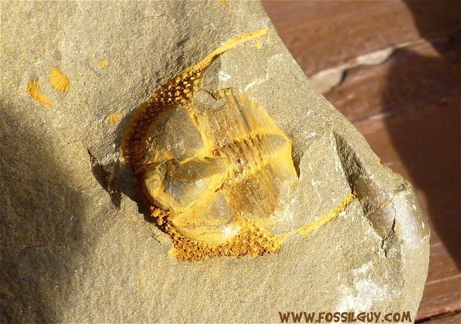 Cryptolithus bellulus trilobite fossil from Swatara Gap, Pennsylvania