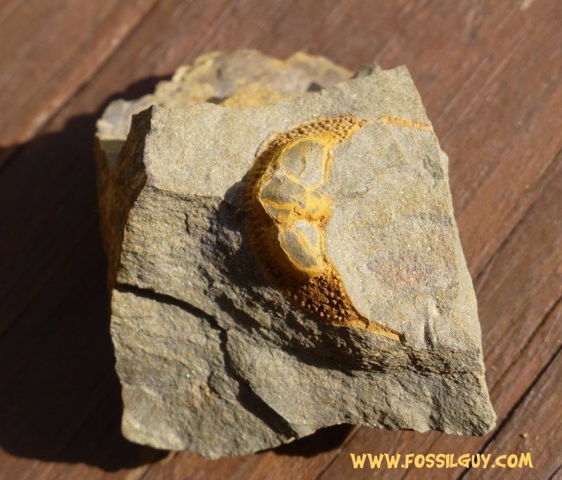 Cryptolithus bellulus trilobite fossil from Swatara Gap, Pennsylvania