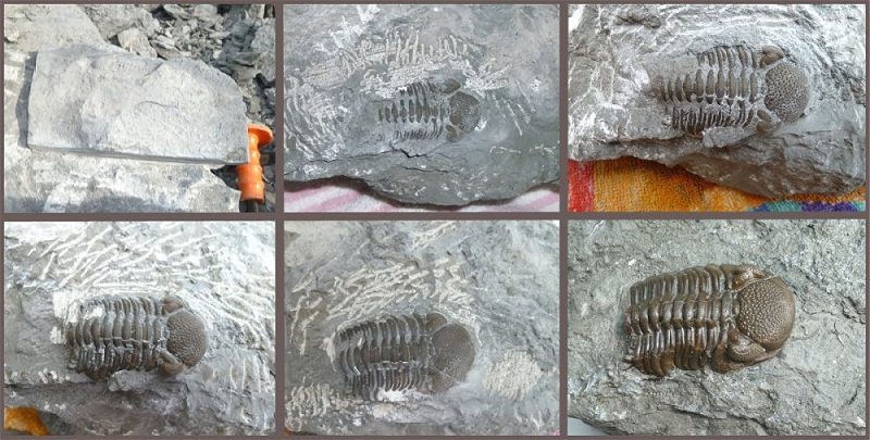 The large eldredgops (phacops) trilobite fossil without a tail showing the preparation steps.