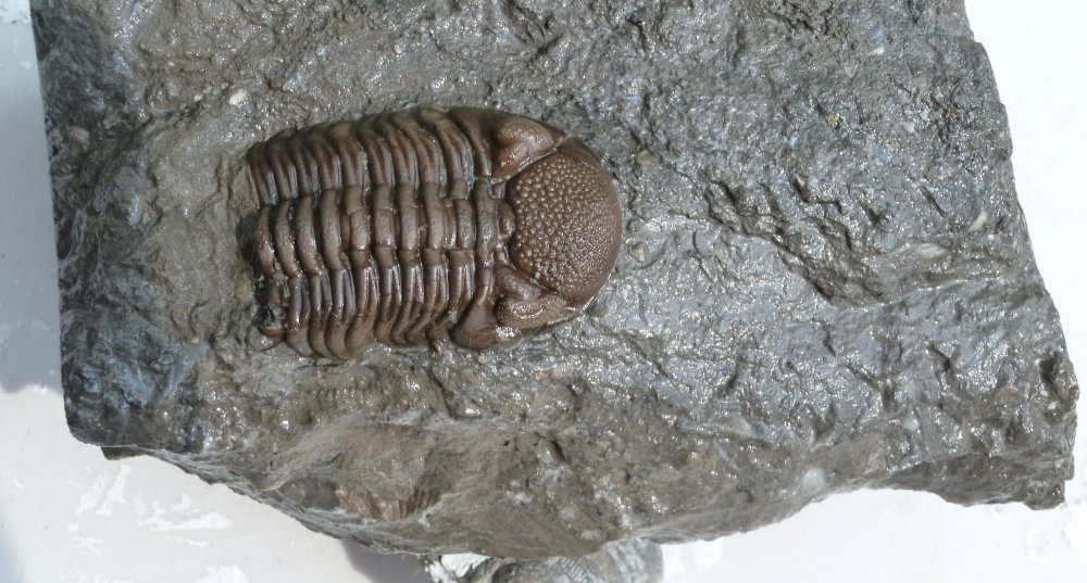 This is a very large Eldredgeops (Phacops) rana crassituberculata Trilobite from the Silica formation, Paulding Ohio. Unfortunately the pygidium (tail) is missing.