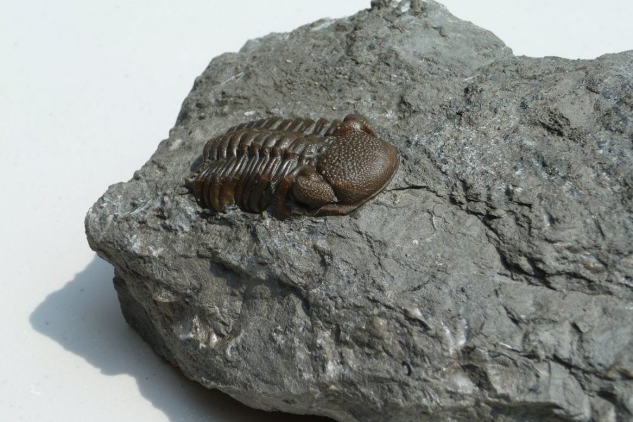 Another view of the large eldredgops (phacops) trilobite fossil without a tail. 