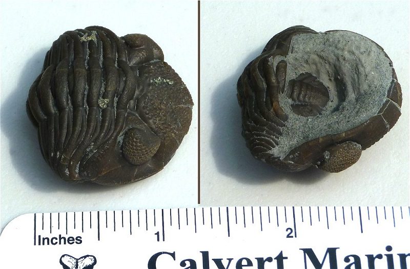 Another view of the enrolled eldredgops (phacops) trilobite fossil.