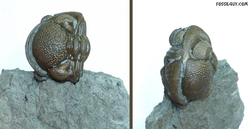 Enrolled Trilobite Fossil From Ohio - Devonian - Eldredgops / Phacops rana