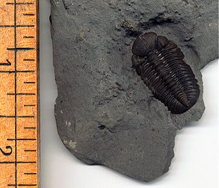 Eldredgeops (Phacops) Trilobite fossil from New York