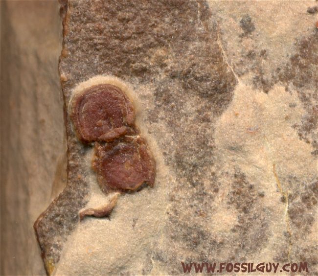 This is another red agnostid trilobite fossil. It is very 3-D looking, but has some damage to it.