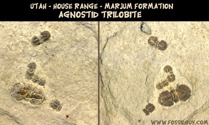 A plate of agnostid trilobite fossils from the Cambrian of Utah - House Range.