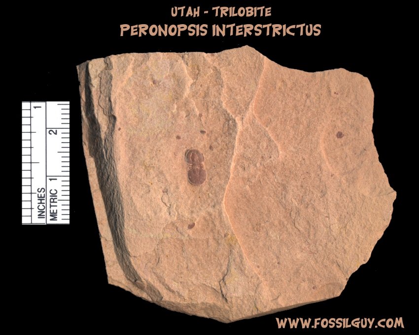 A Beautiful Red agnostid trilobite fossil from the Cambrian of Utah