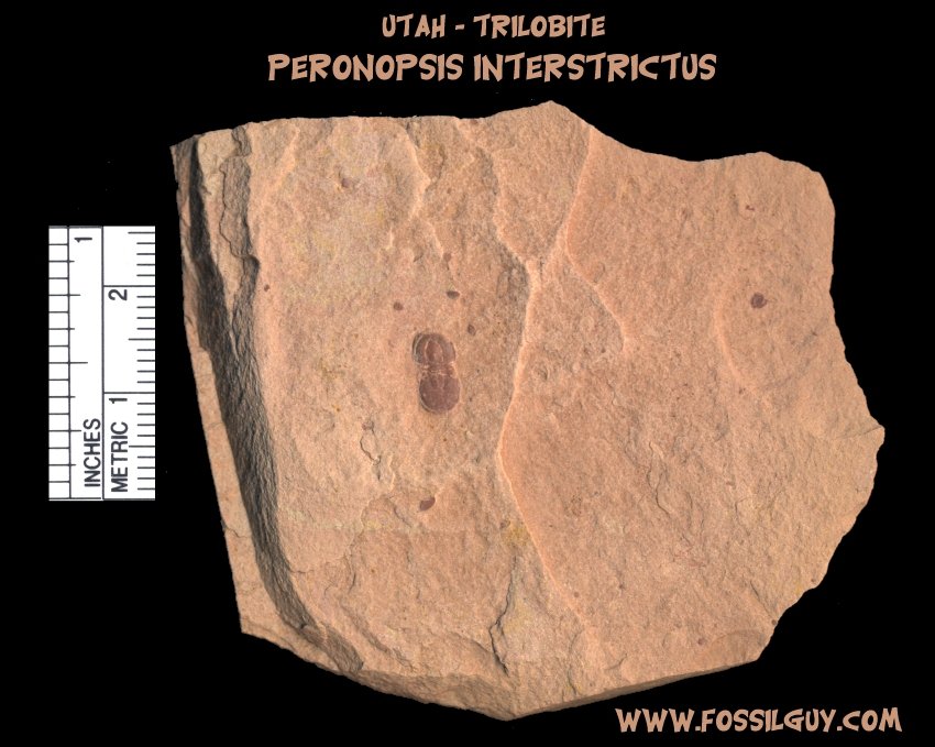 A Beautiful Red agnostid trilobite fossil from the Cambrian of Utah
