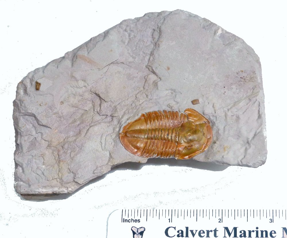 Overview of the Orange Asaphiscus wheeleri trilobite fossil