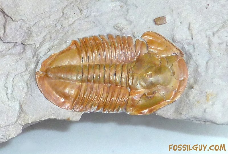 Beautiful orange Asaphiscus Wheeleri Trilobite Fossil