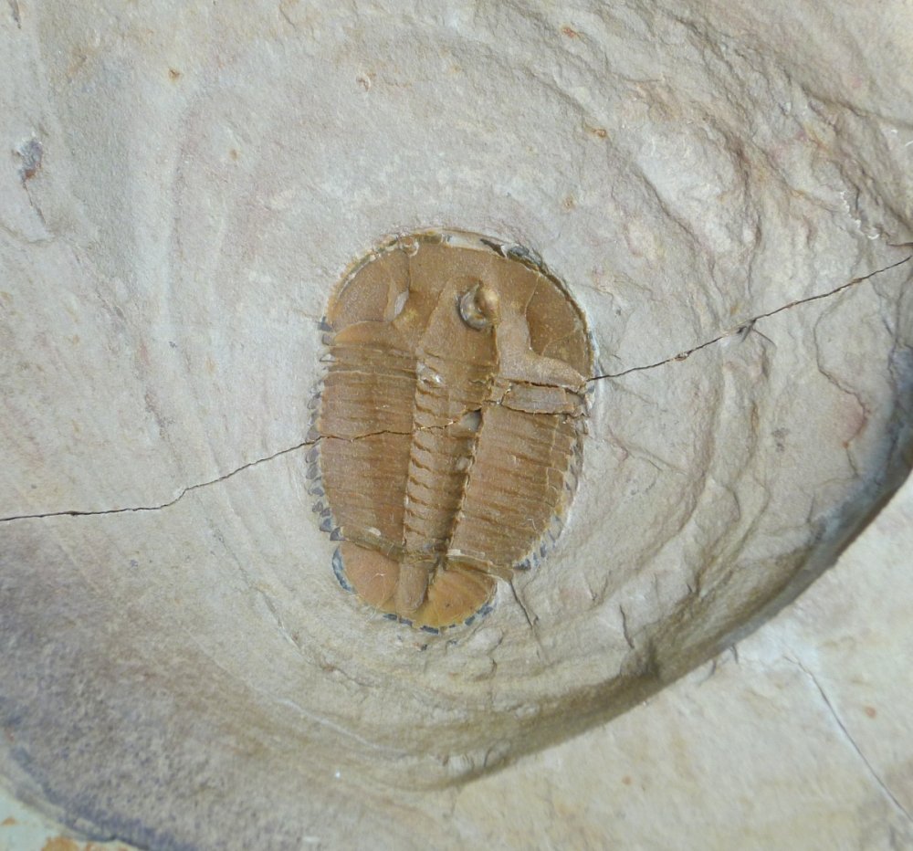 This small Asaphiscus trilobite is inverted, the exoskeletin curves inward.