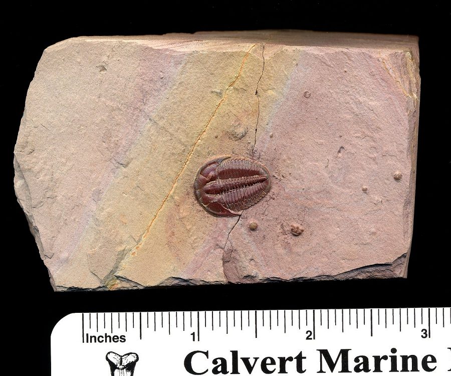 This is a stunning Red Elrathia kingii trilobite fossil on a rainbow matrix. Unfortunately I cracked in in half before I discovered the bug!