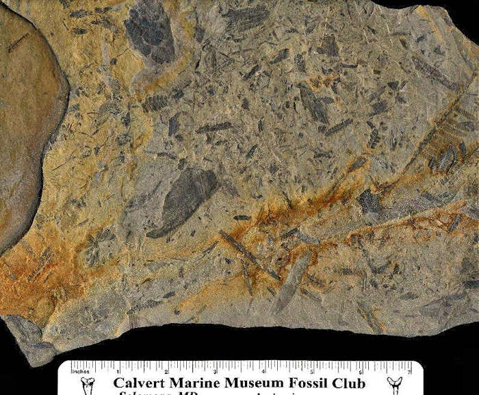 Fossil hash plate showing one Calamites leaf cluster (annularia); toward the lower left