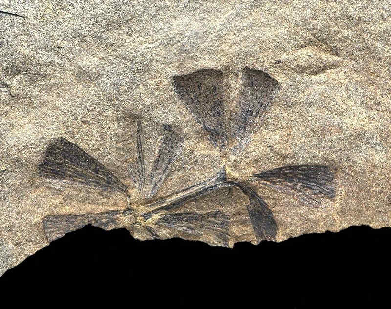 Fossil Sphenophyllum leaf clusters from near Pittsburgh.