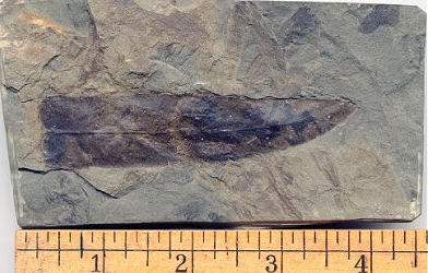 Fossil Macroneuropteris from near Pittsburgh.