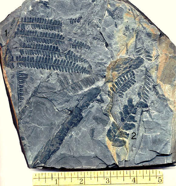 Fossil pecopteris frond pieces from near Pittsburgh.