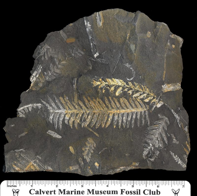 This fossil fragment has an alethopteris fern running across the center.