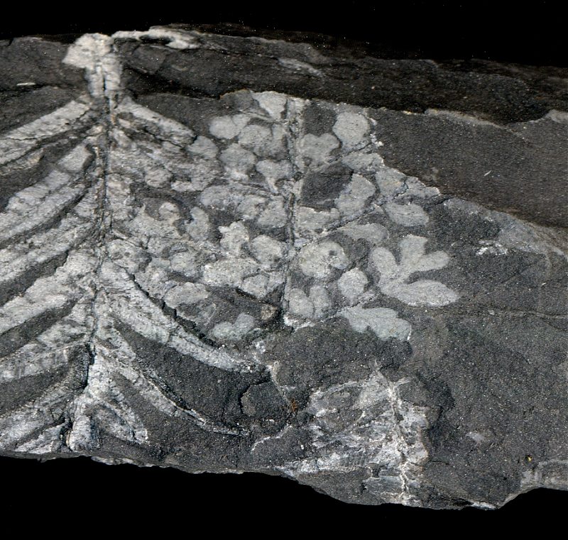 This specimen might be a sphenopteris plant fossil fragment