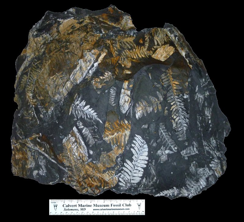 St. Clair Fossil Fern Plate - alethopteris, neuropteris, and sphenophylum