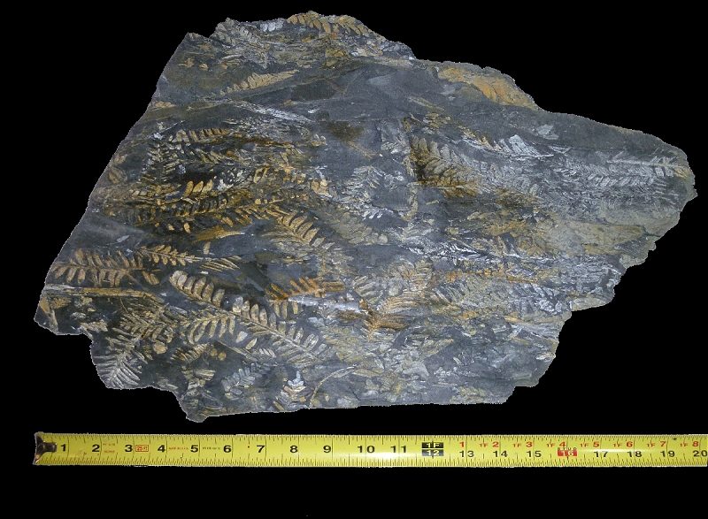 St. Clair Fossil Fern Plate