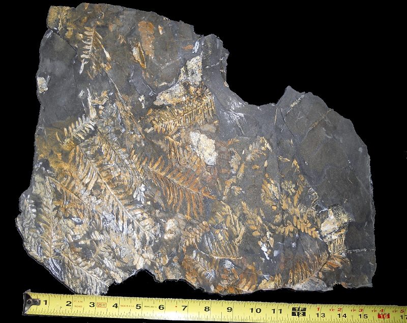 St. Clair Fossil Fern Plate with orange alethopteris plant fossils and a few neuropteris