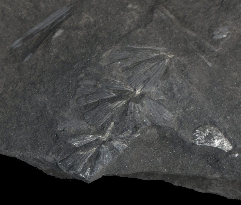 This fragment has a faint sphenophylum plant fossil running across it