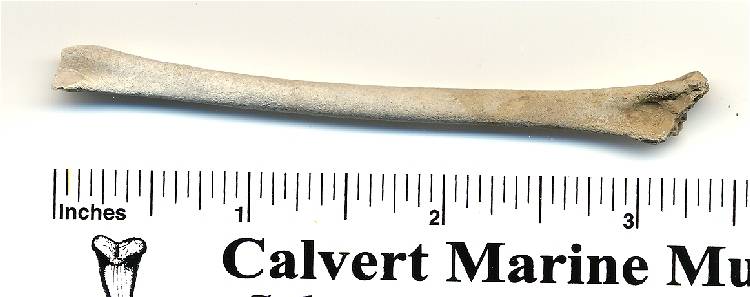 Here's a nice fossil bird bone, probably an Ulna.