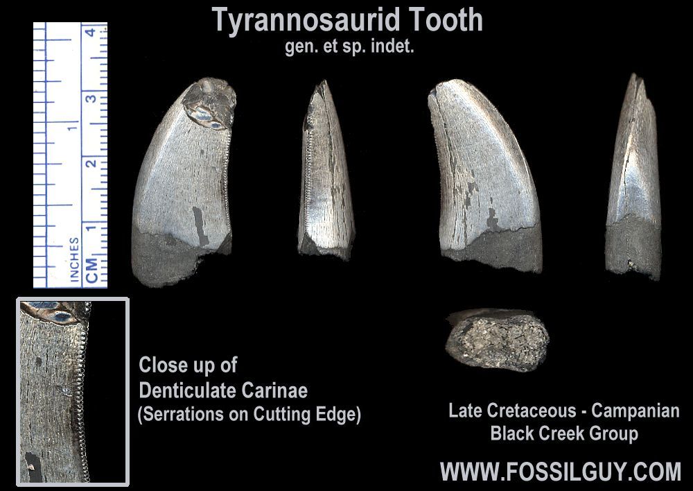 This is the larger Tyrannosaurid dinosaur tooth that we found. Both cutting edges have serrations.