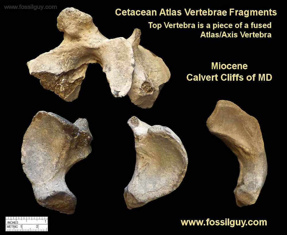 Cetacea Atlas vertebra fossil fragments