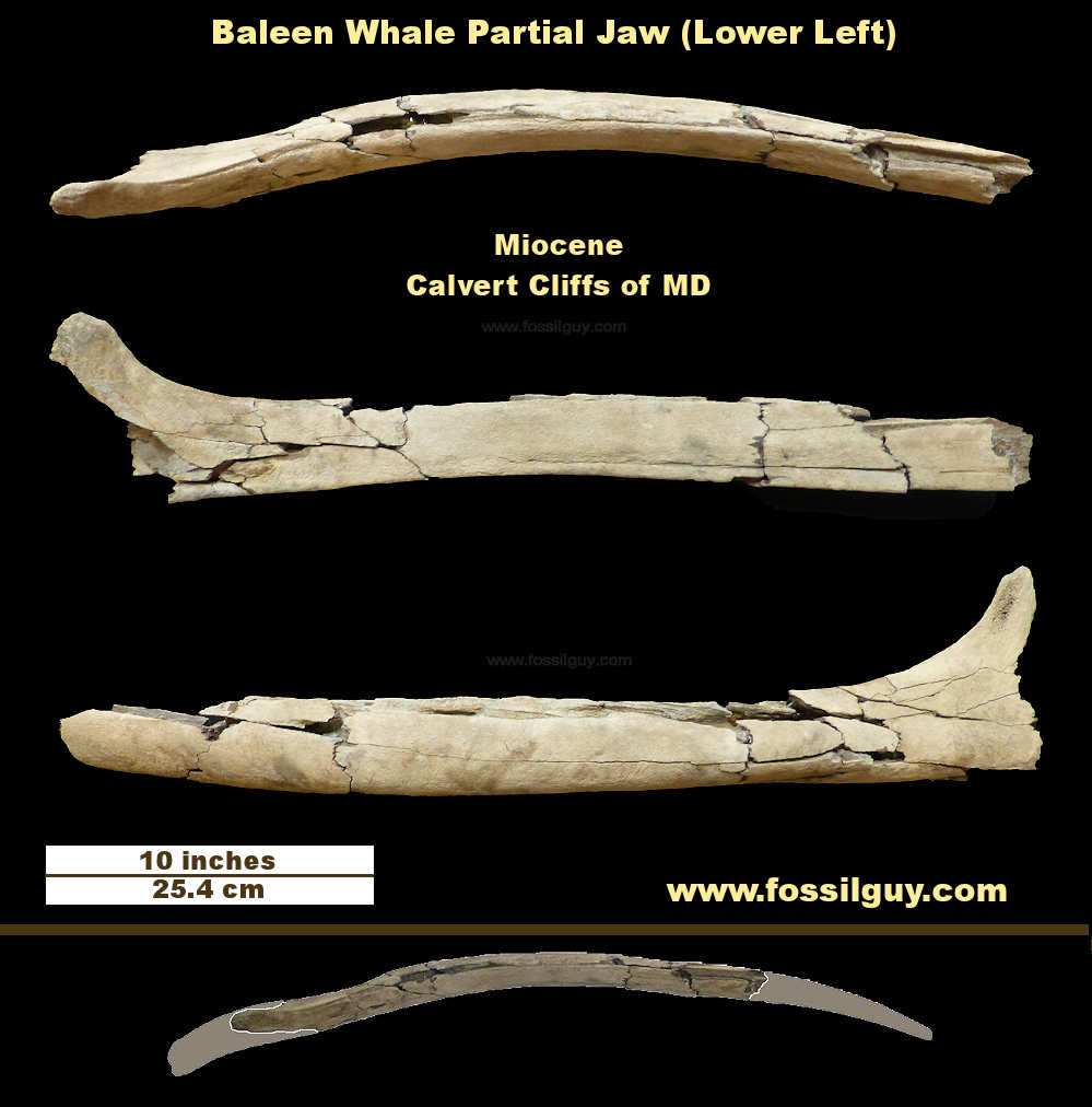 Fossil Baleen whale jaw section from the Calvert Cliffs of Maryland