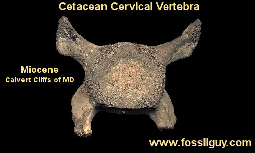Cetacea cervical vertebrae fossils from the Calvert Cliffs