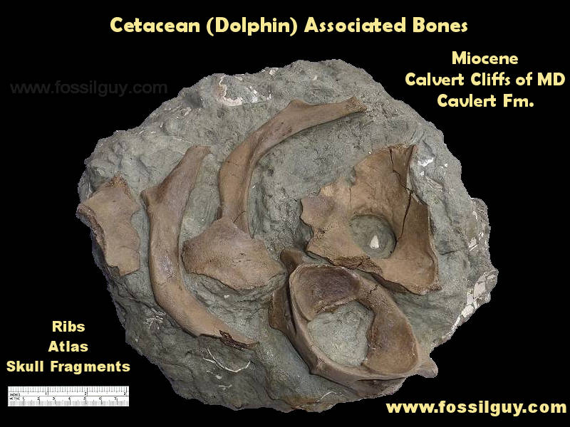Cetacean - Dolphin bones in matrix