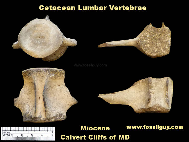 Fossil Dolphin Lumbar vertebrae fossils from the Calvert Cliffs