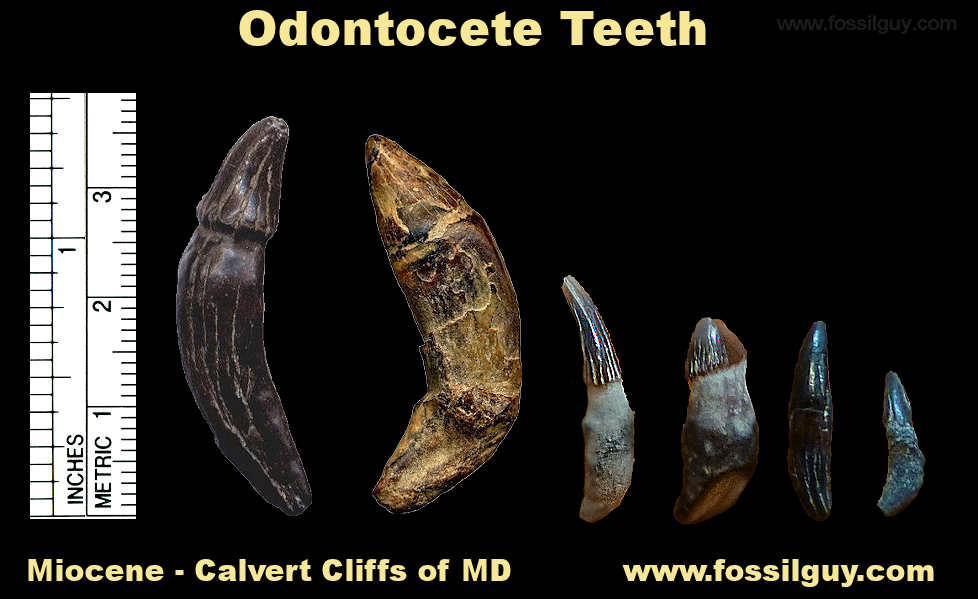 Animal Teeth Identification Chart