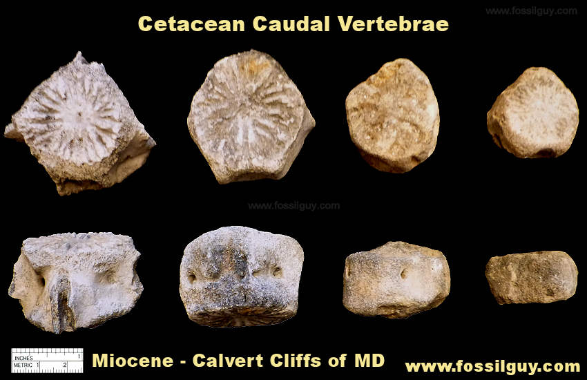 Fossil Whale caudal vertebrae fossils from the Calvert Cliffs